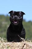 STAFFIE 367